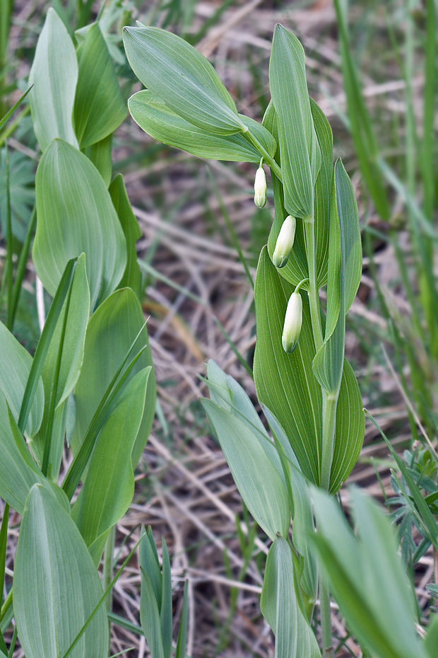 kokorík voňavý Polygonatum odoratum (Mill.) Druce