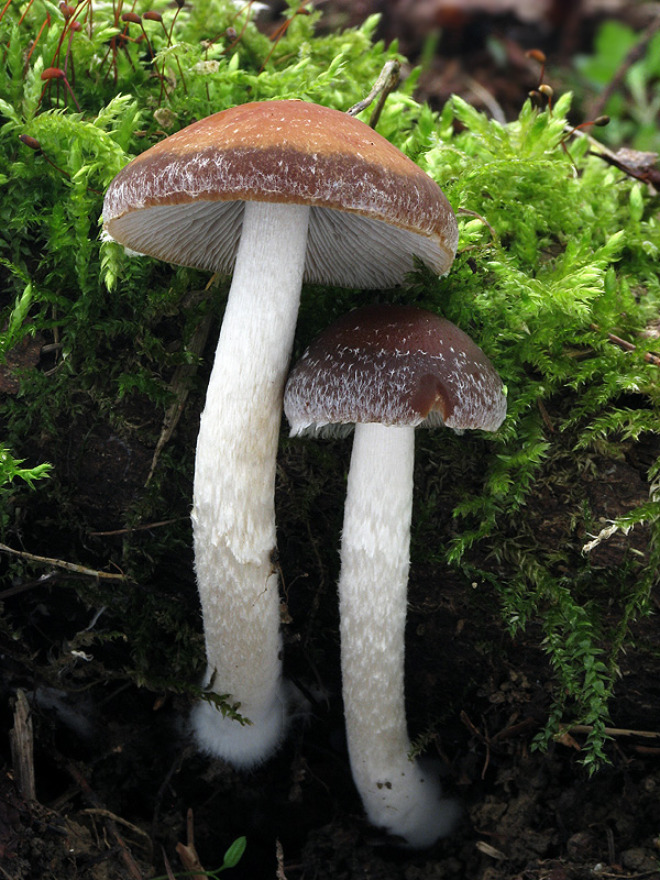 drobuľka Psathyrella sp.