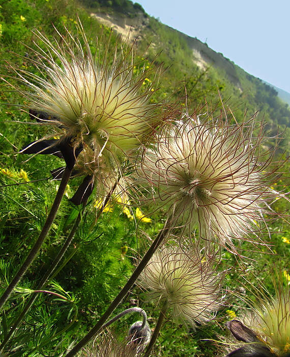 poniklec lúčny český Pulsatilla pratensis subsp. bohemica Skalický