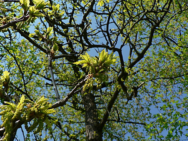 dub plstnatý - dub pýřitý (šípák) Quercus pubescens Willd., nom. cons. prop.