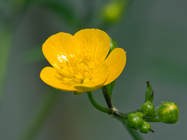 iskerník Ranunculus sp.