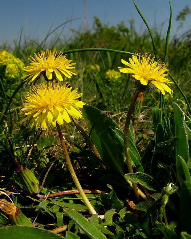 púpava Taraxacum sect. Erythrosperma