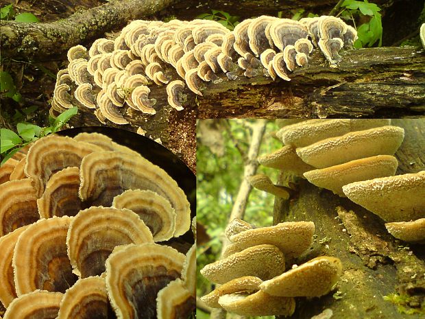 trúdnikovec pestrý Trametes versicolor (L.) Lloyd