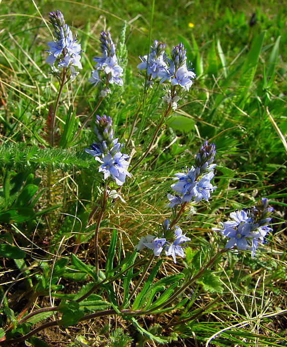 veronika rozprestretá Veronica prostrata L.