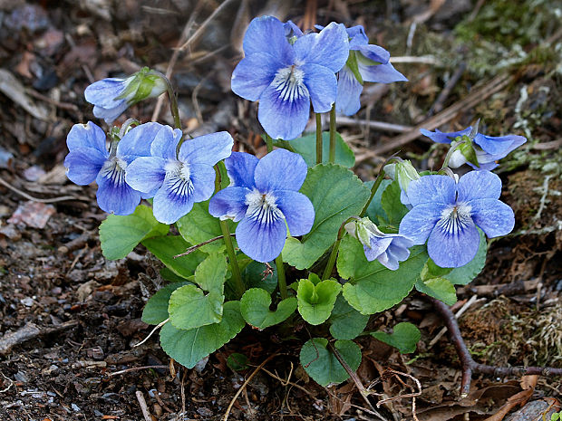 fialka Viola sp.