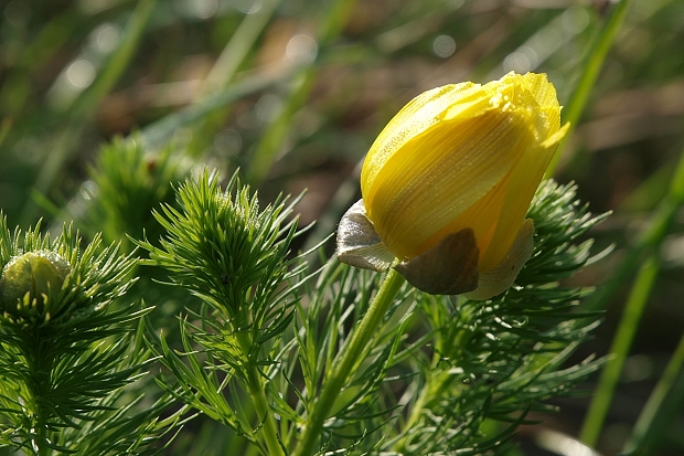 hlaváčik jarný Adonis vernalis L.