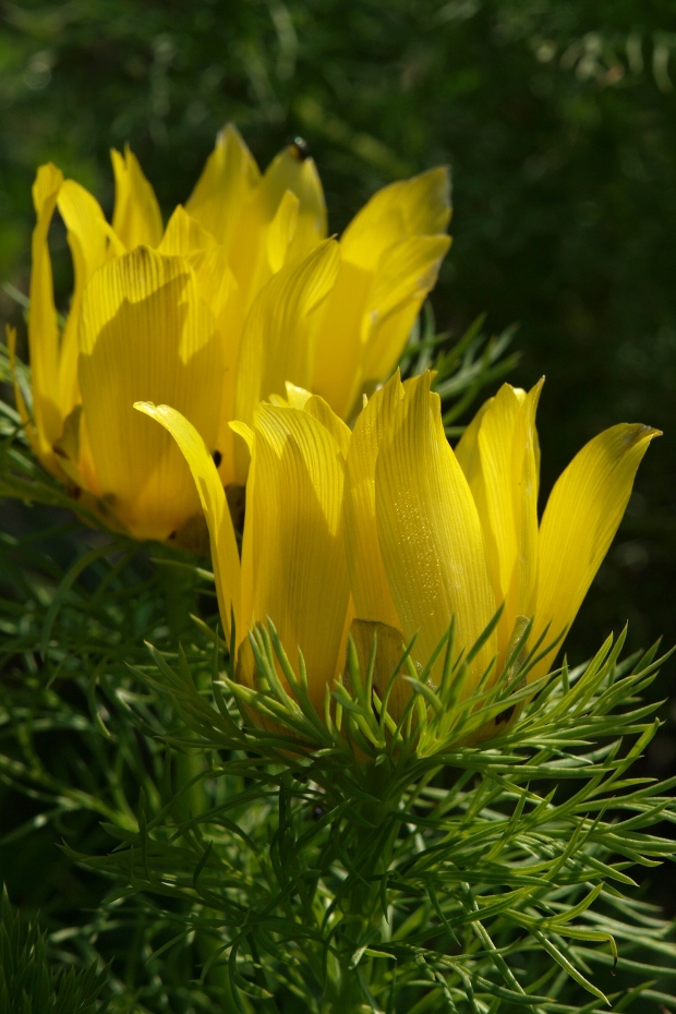 hlaváčik jarný Adonis vernalis L.