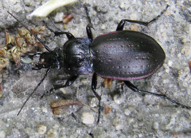 bystruška  Carabus nemoralis