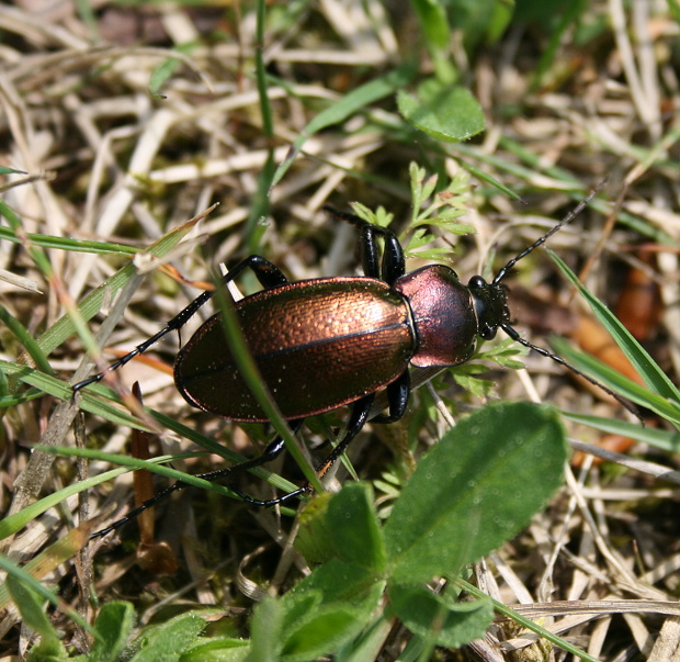 bystruška menivá Carabus scheidleri