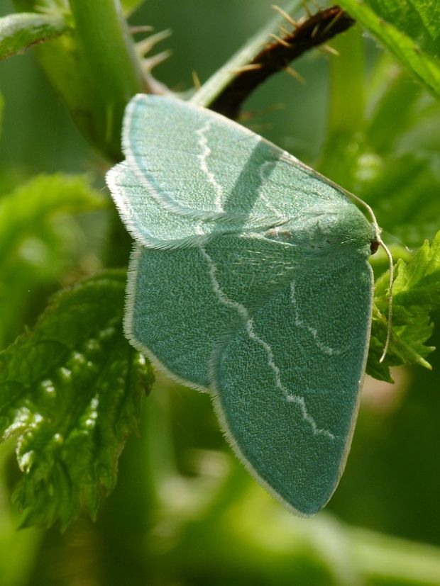 piadivka vresovisková Chlorissa viridata