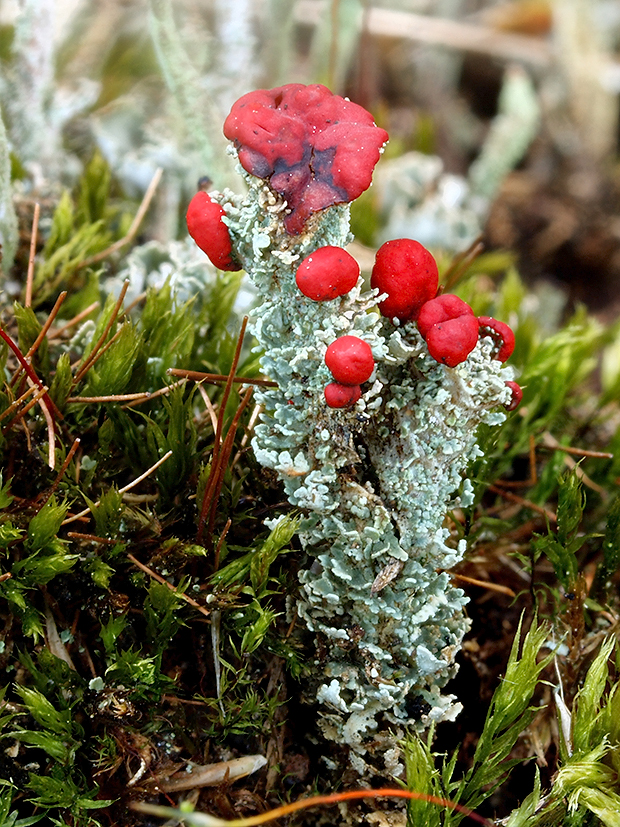 dutohlávka Flörkeho Cladonia floerkeana (Fr.) Flörke 1828