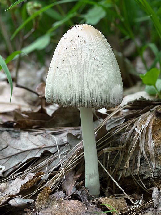 hnojník okrový Coprinellus domesticus (Bolton) Vilgalys, Hopple & Jacq. Johnson