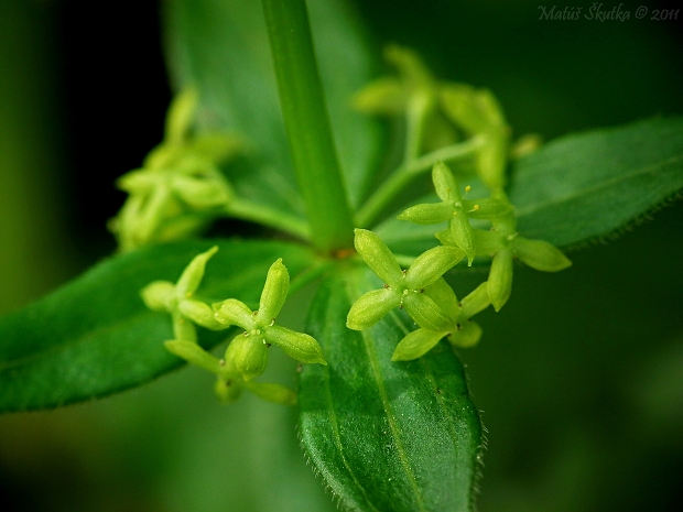 krížavka jarná Cruciata glabra (L.) Ehrend.