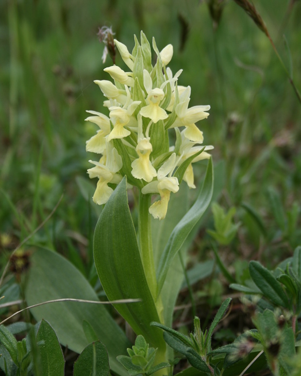 vstavačovec bazový Dactylorhiza sambucina (L.) Soó