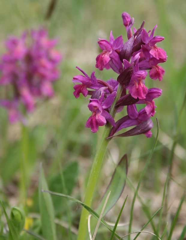 vstavačovec bazový Dactylorhiza sambucina (L.) Soó