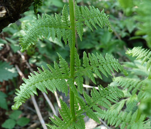 papraď samčia Dryopteris filix-mas (L.) Schott