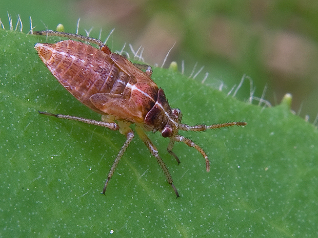 bzdocha-nymfa  Harpocera thoracica