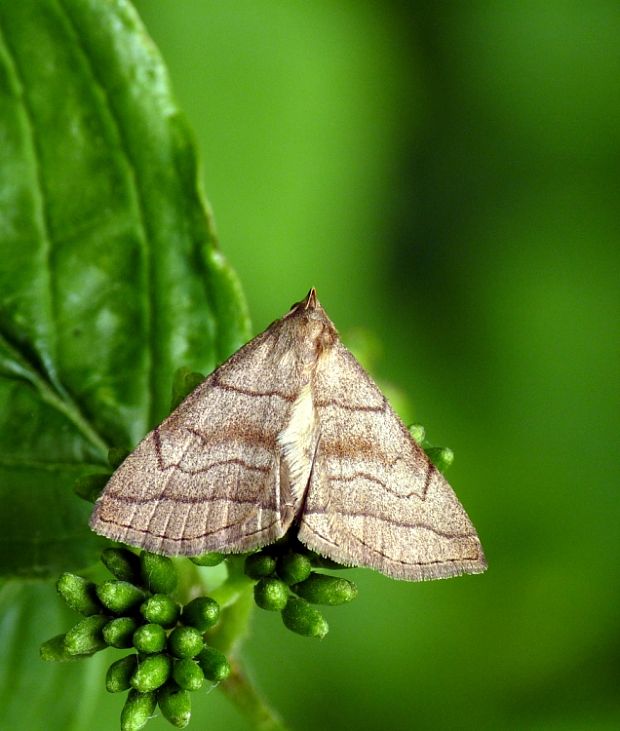 pamora černicová Hermínia tarsicrinalis,Knoch,1782