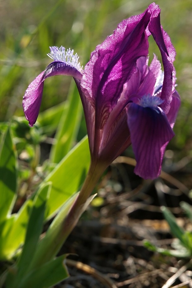 kosatec nízky Iris pumila L.