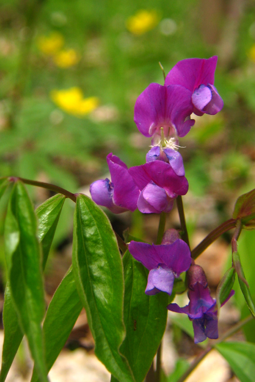 hrachor jarný Lathyrus vernus (L.) Bernh.