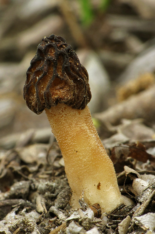 smrčok hybridný Morchella semilibera DC.