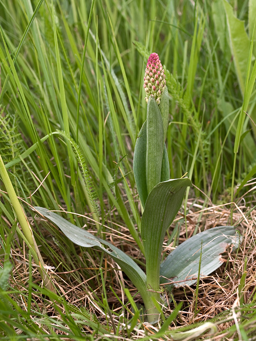 neotinea počerná pravá Neotinea ustulata subsp. ustulata (L.) R. M. Bateman, A. M. Pridgeon et M. W. Chase