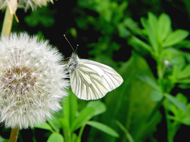 mlynárik repkový  Pieris napi