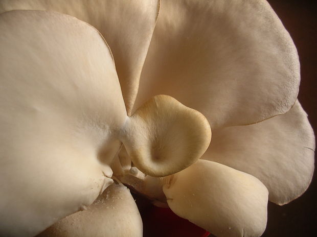 hliva Pleurotus sp.