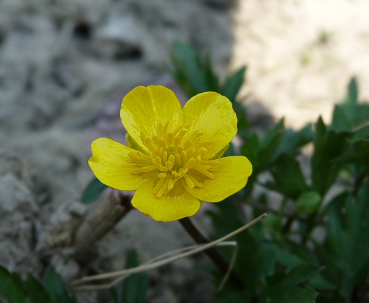 iskerník Ranunculus sp.