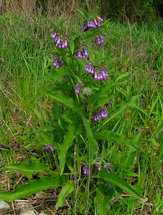 kostihoj lekársky Symphytum officinale L.