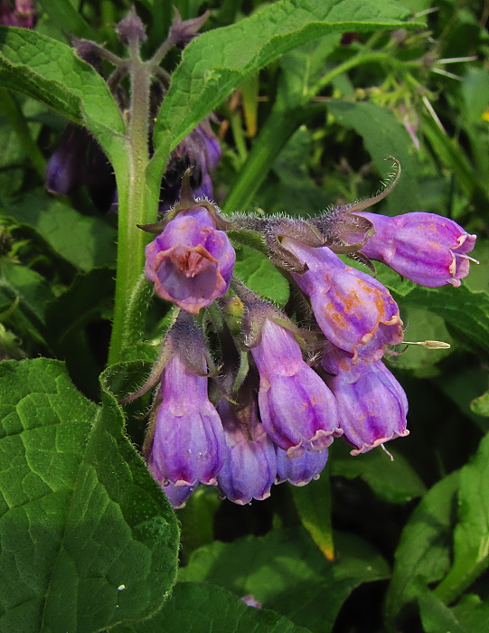 kostihoj lekársky Symphytum officinale L.