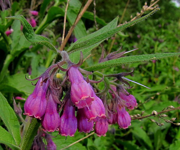 kostihoj lekársky Symphytum officinale L.