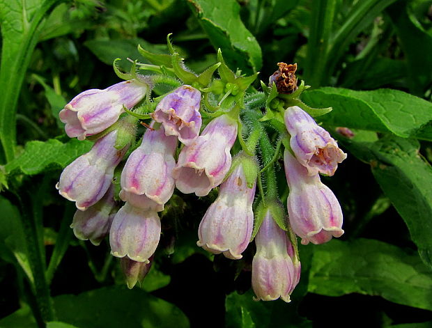 kostihoj lekársky Symphytum officinale L.