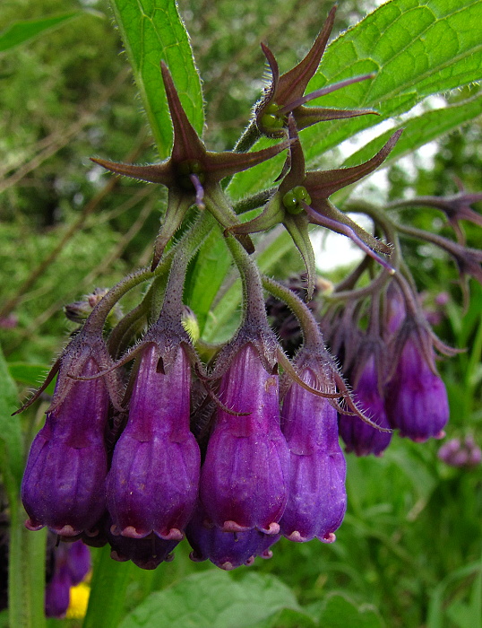 kostihoj lekársky Symphytum officinale L.