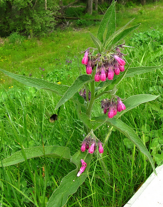 kostihoj lekársky Symphytum officinale L.