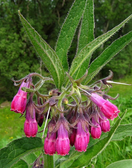 kostihoj lekársky Symphytum officinale L.