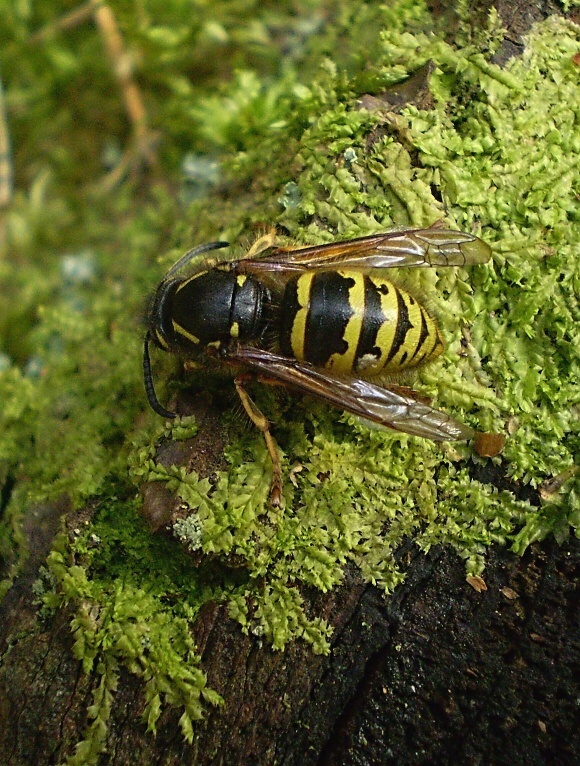 osa obyčajná Vespa vulgaris