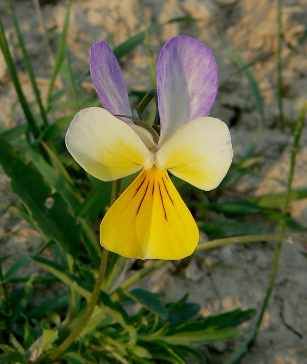 fialka trojfarebná Viola tricolor L. emend. F. W. Schmidt