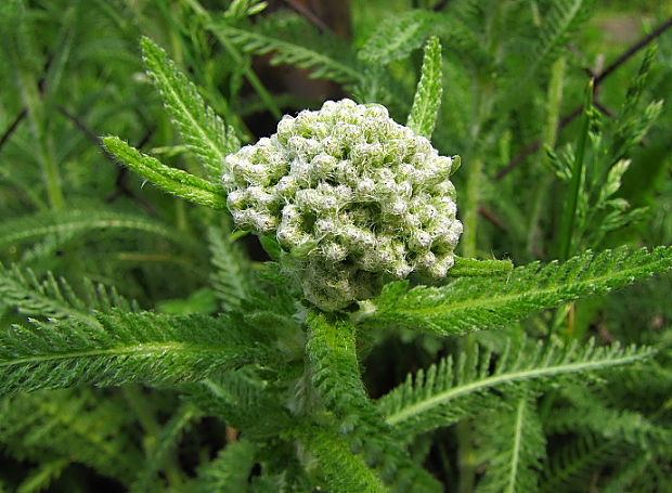 rebríček obyčajný Achillea millefolium L.