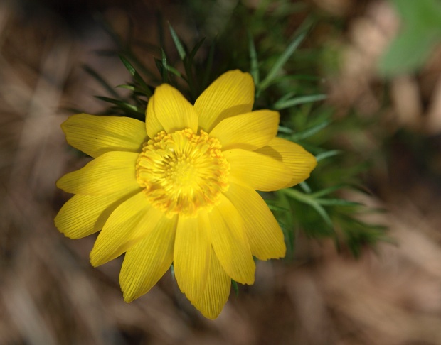 hlaváčik jarný Adonis vernalis L.