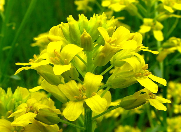 barborka obyčajná Barbarea vulgaris R. Br.