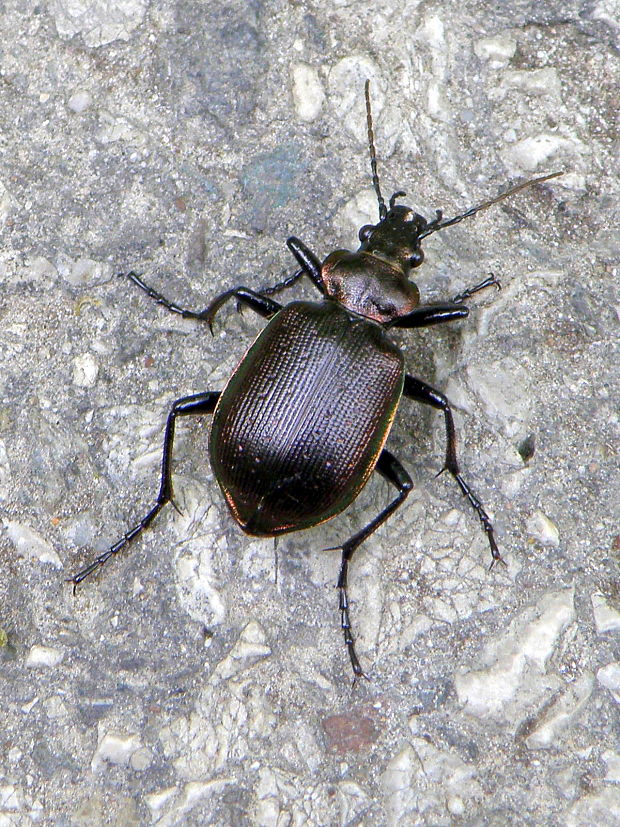 húseničiar hnedý  Calosoma inquisitor