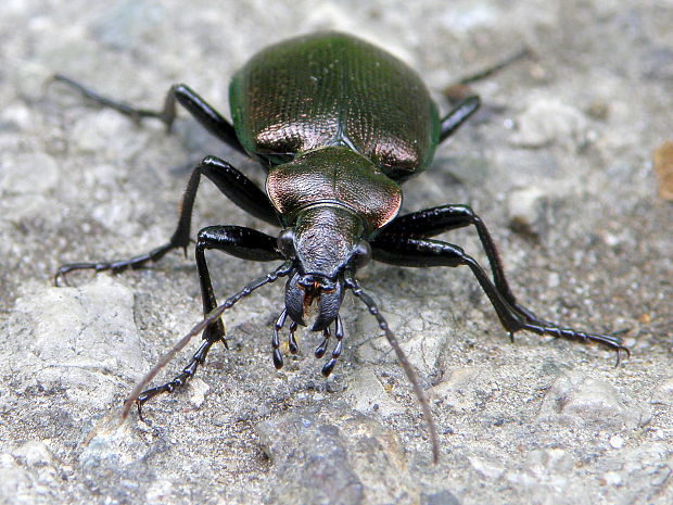 húseničiar hnedý  Calosoma inquisitor