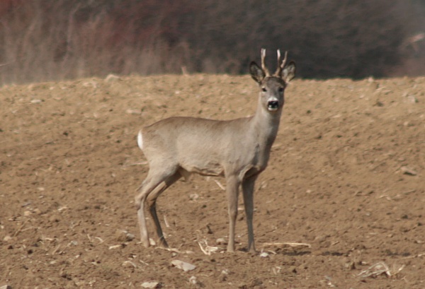 srnec lesný  Capreolus capreolus