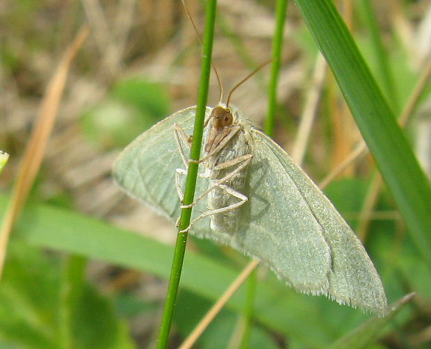 piadivka vresoviskova Chlorissa viridata