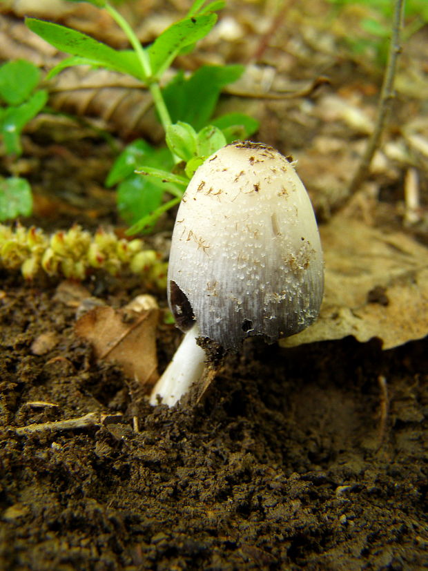 hnojník Coprinus sp.