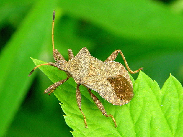 obrubnica štiavová Coreus marginatus  Linnaeus, 1758