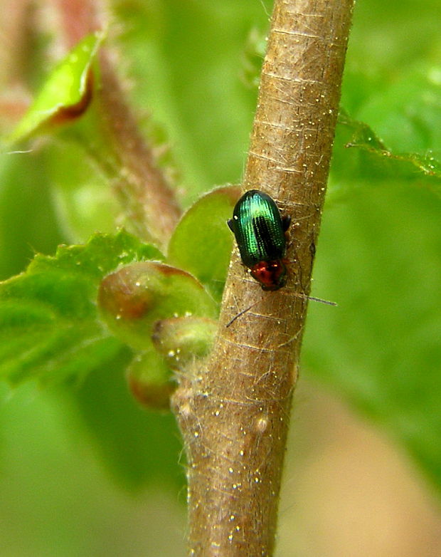 skočka vrbový Crepidoptera aurata.