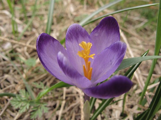 šafran karpatský Crocus heuffelianus Herb.