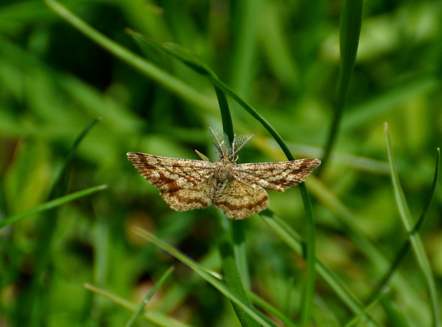 piadivka vresová Ematurga atomaria Linnaeus,1758